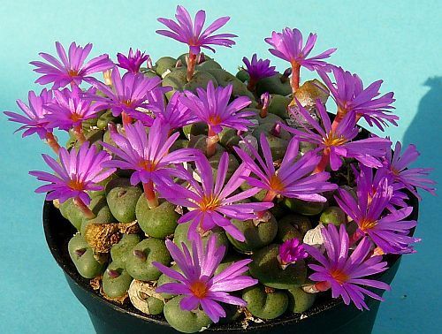 Conophytum minutum Kegelpflanze Samen