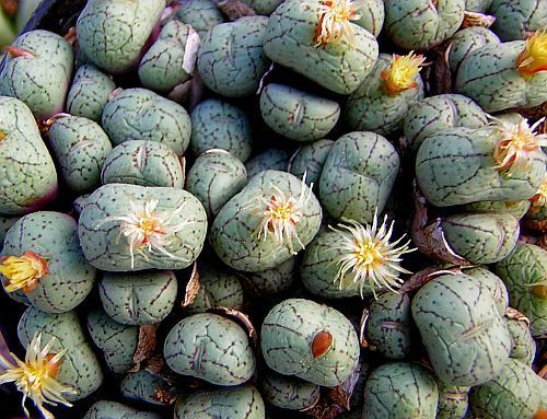 Conophytum uvaeforme Kegelpflanze Samen