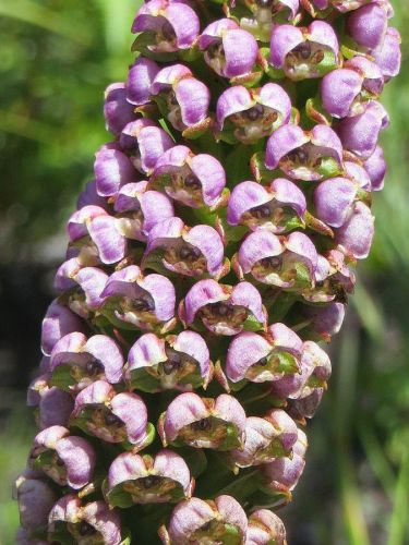 Corycium carnosum Eisenhut Orchideen Samen