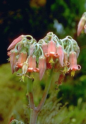 Cotyledon campanulata Crassulaceae semi