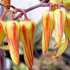 Cotyledon velutina Pigs ear seeds