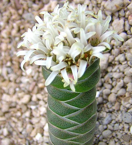 Crassula columnaris sinonimo: Crassula mitrata semi