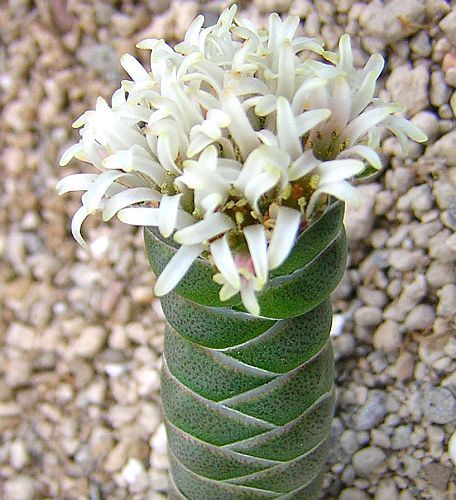 Crassula columnaris Temple de Bouddha graines