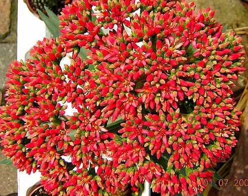 Crassula perfoliata minor, Crassula