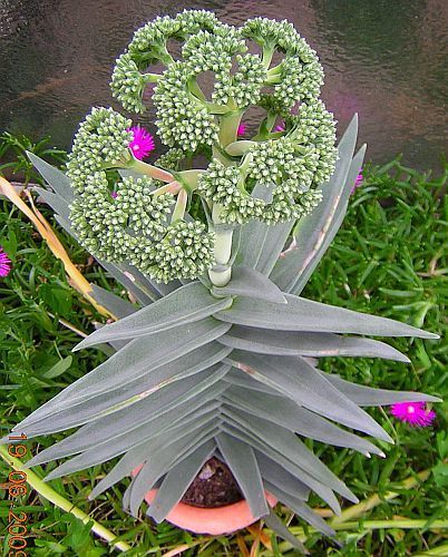 Crassula perfoliata minor plante d hélice graines