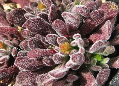 Crassula pubescens succulente graines