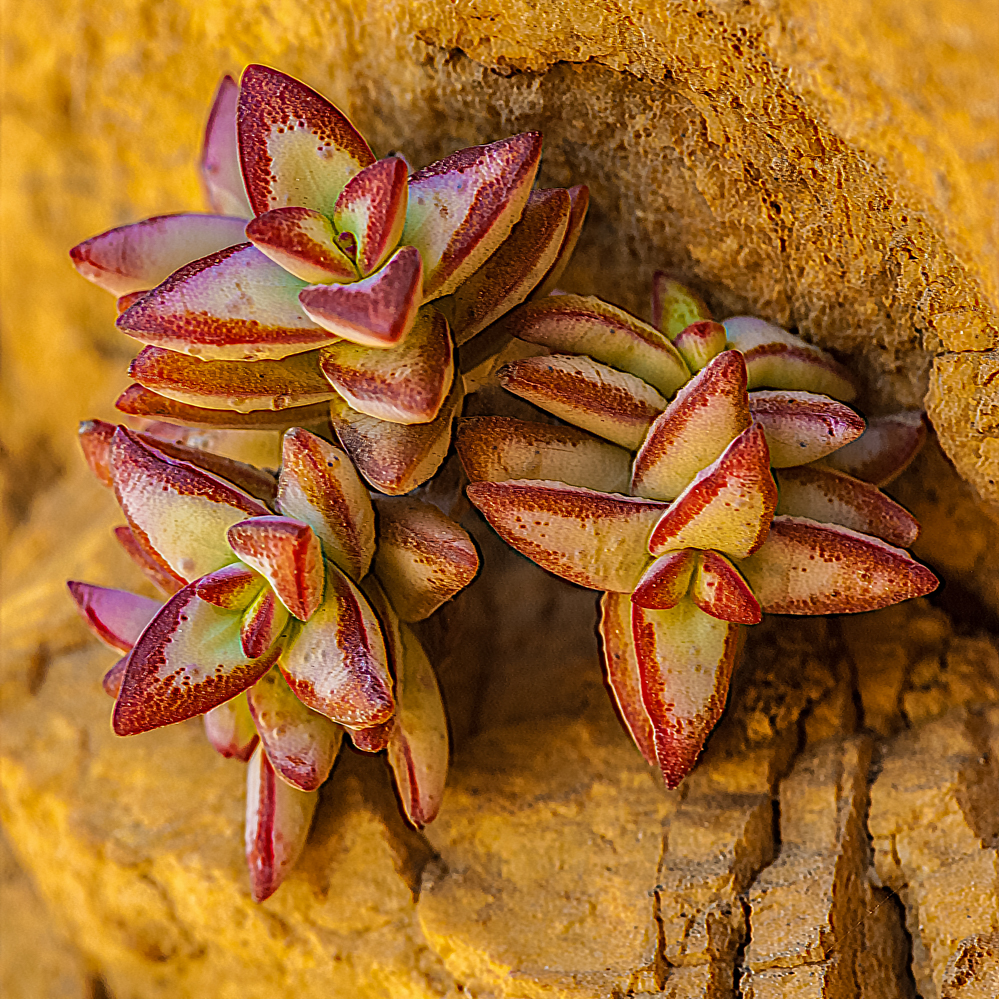 Crassula rupestris planta suculenta semillas