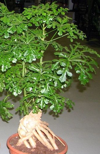 Cussonia sphaerocephala árbol de la col bosque semillas