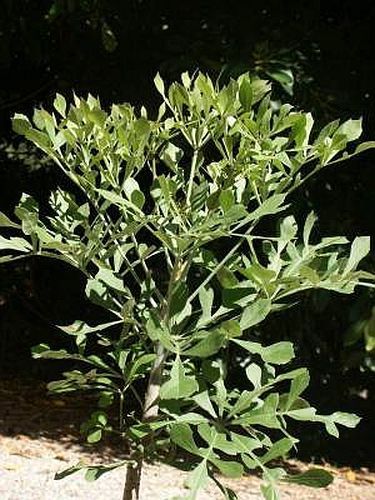 Cussonia transvaalensis árbol de la col gris semillas