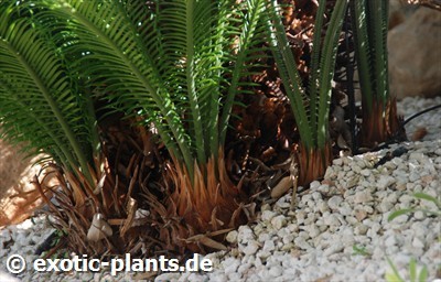 Cycas revoluta Palma nana semi