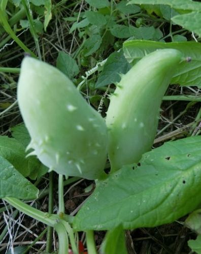 Cyclanthera pedata  semillas