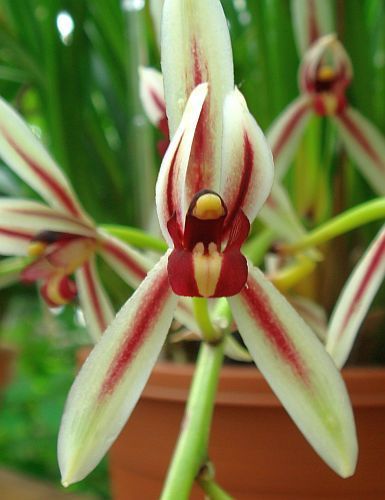 Cymbidium dayanum Orchideen Samen