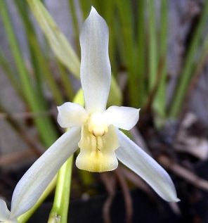Cymbidium dayanum alba Orchideen Samen