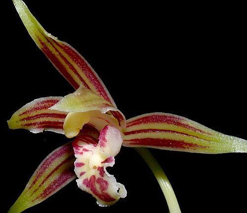 Cymbidium ensifolium orchidea semi