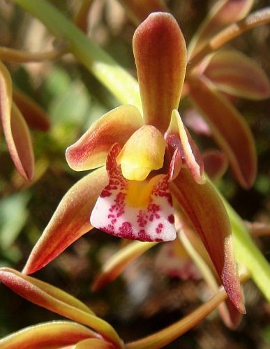 Cymbidium finlaysonianum orchidea semi