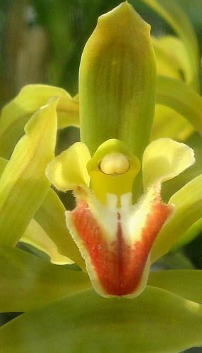 Cymbidium lowinum orchidea semi