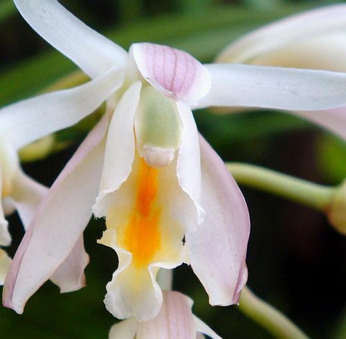 Cymbidium mastersii orquídea semillas