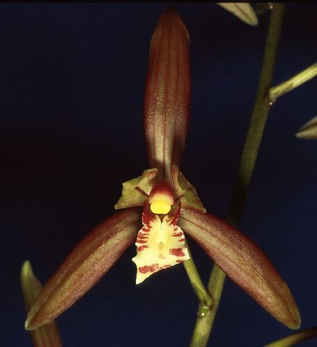 Cymbidium sinense orchidées graines