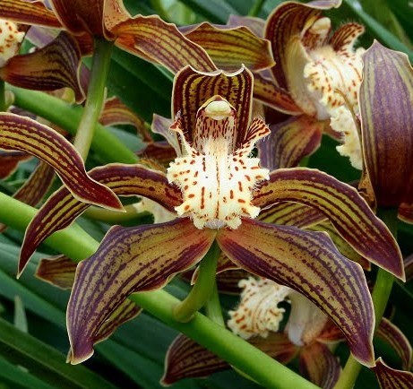 Cymbidium tracyanum Orchideen Samen