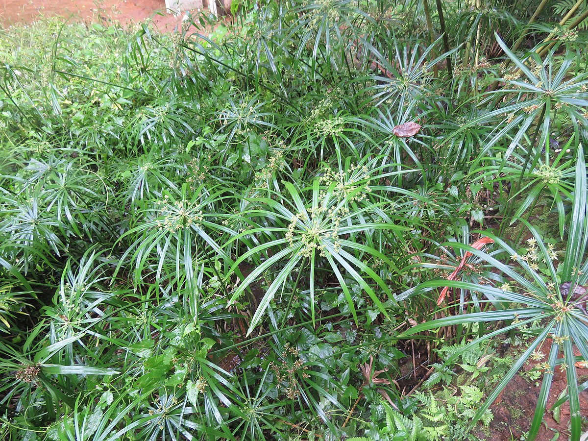 Cyperus alternifolius Umbrella Plant Samen