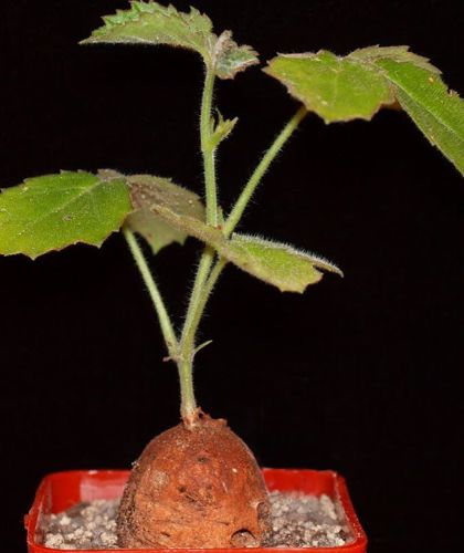Cyphostemma adenocaule  semillas