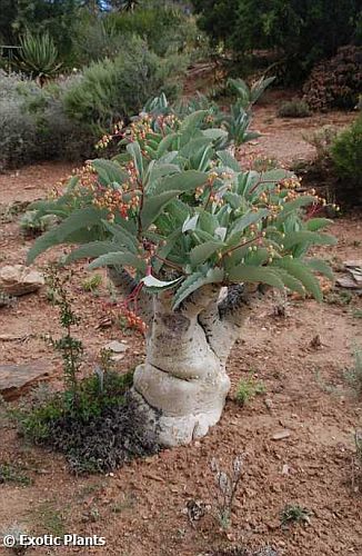 Cyphostemma juttae plante à caudex graines