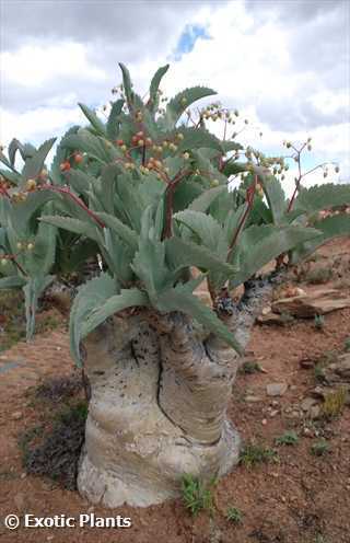 Cyphostemma juttae plante à caudex graines