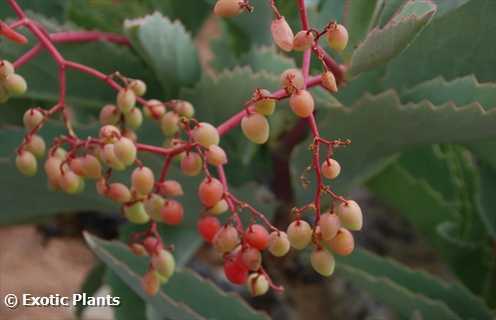 Cyphostemma juttae plante à caudex graines