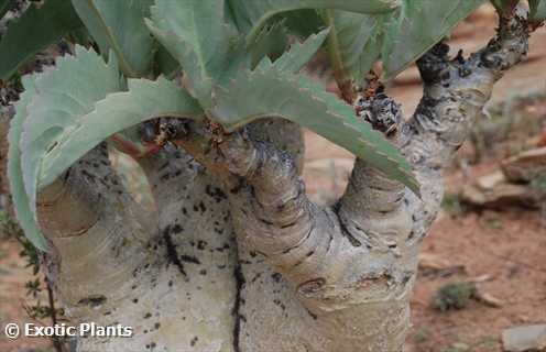 Cyphostemma juttae plante à caudex graines