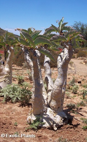 Cyphostemma juttae plante à caudex graines