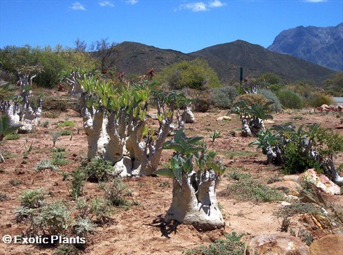 Cyphostemma juttae plante à caudex graines