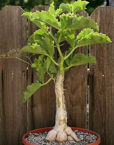 Cyphostemma quinatum Caudexpflanze Samen