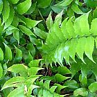 Cyrtomium falcatum, foug�re houx