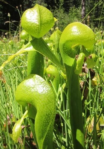 Darlingtonia californica green pitchers  semi