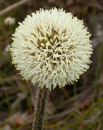 Dasypogon bromeliifolius  semillas