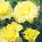Datura golden queen frilled double  Engelstrompete - Stechapfel Samen