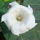 Datura parajuli Datura graines