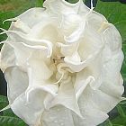 Datura white double purity Datura graines