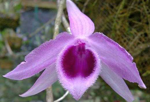 Dendrobium anosmum orquídea semillas