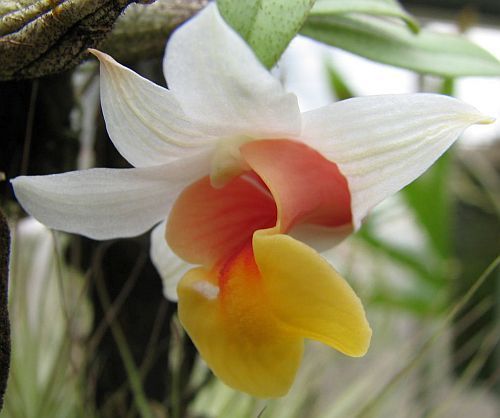 Dendrobium bellatulum orquídea semillas