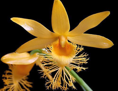 Dendrobium brymerianum orquídea semillas
