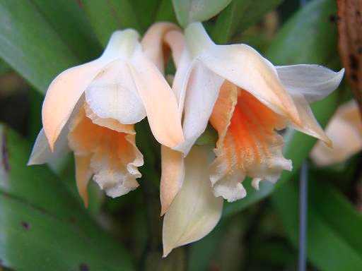 Dendrobium cariniferum orchidea semi