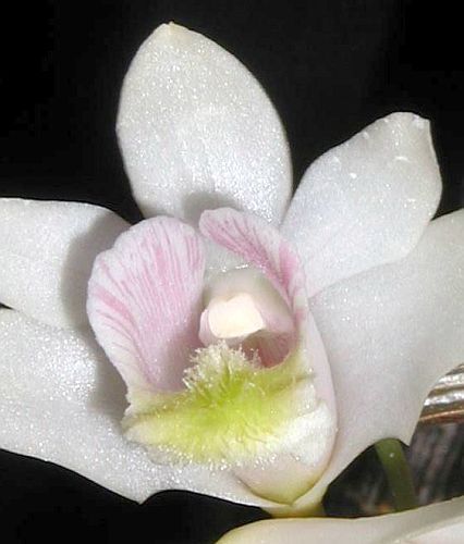 Dendrobium chittimae orquídea semillas