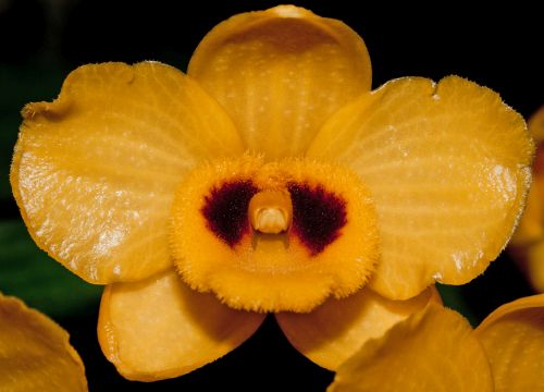 Dendrobium chrysanthum Orchideen Samen