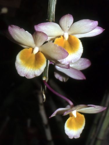 Dendrobium crepidatum  semi