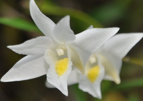 Dendrobium crumenatum Orchidee Samen