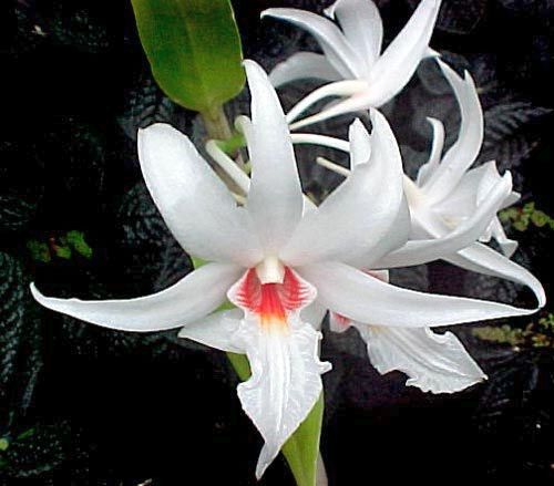 Dendrobium draconis orchidea semi