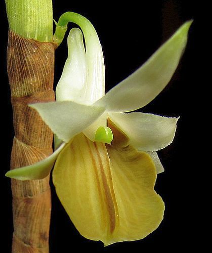 Dendrobium ellipsophyllum orchidea semi
