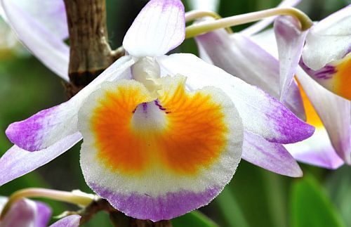 Dendrobium gratiosissimum orquídea semillas