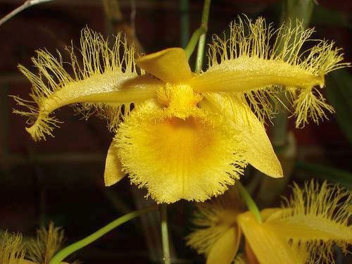 Dendrobium harveyanum orchidées graines